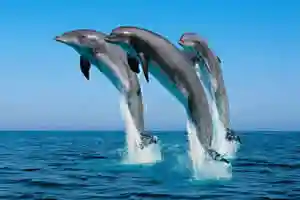 E1_dolphins_300x200 Home - Radio Art - The Art of Relaxing & Meditation Music