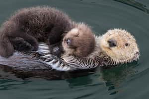 E4_Sea_Otters_300x200_opt Home - Radio Art - The Art of Relaxing & Meditation Music